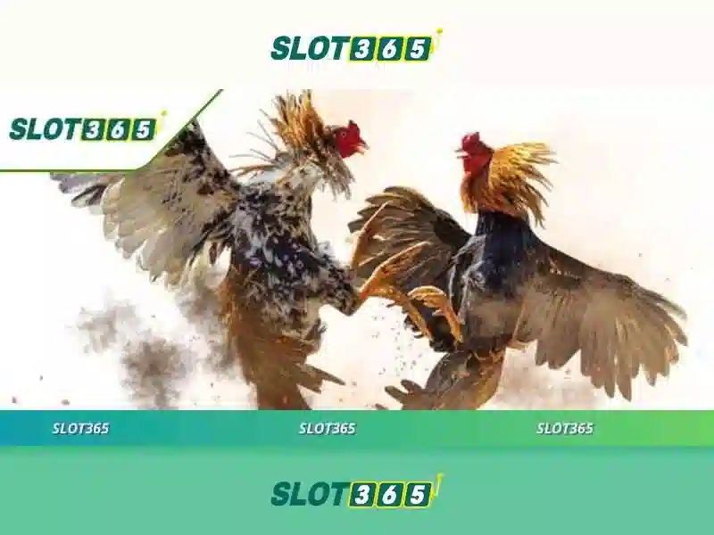 Đánh Giá Slot365