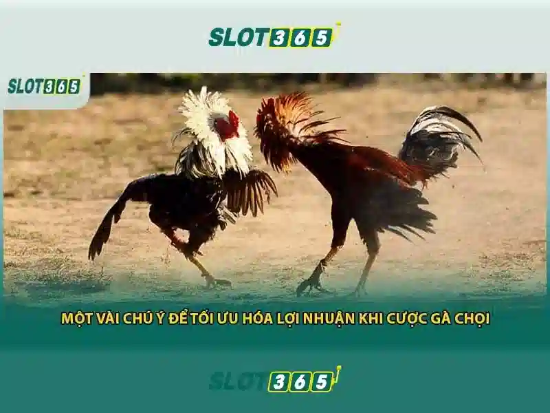 Các chương trình khuyến mãi Slot365 dành cho người chơi mới