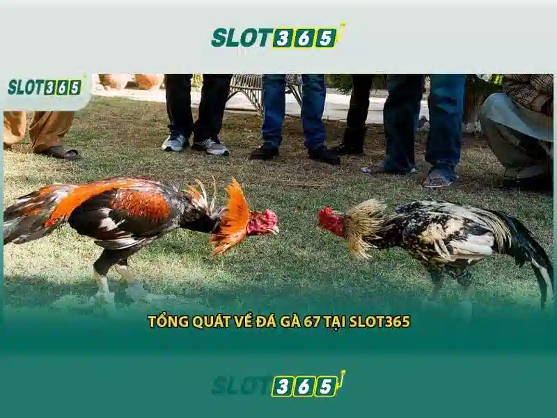Khuyến Mãi Slot365 Tại